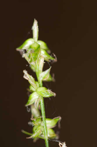 Carex retroflexa #38